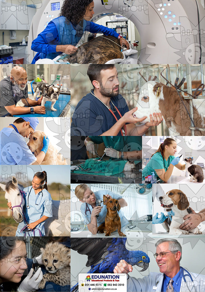 Veterinarian A3 Poster