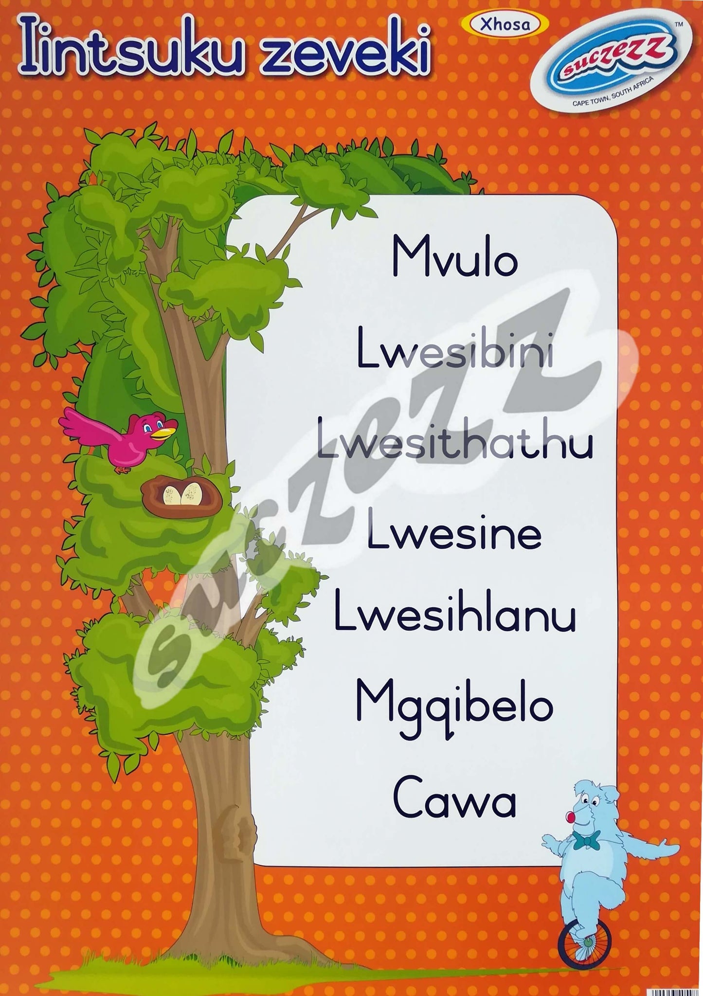 Poster - Iintsuku Zeveki (Days of the week) - Xhosa