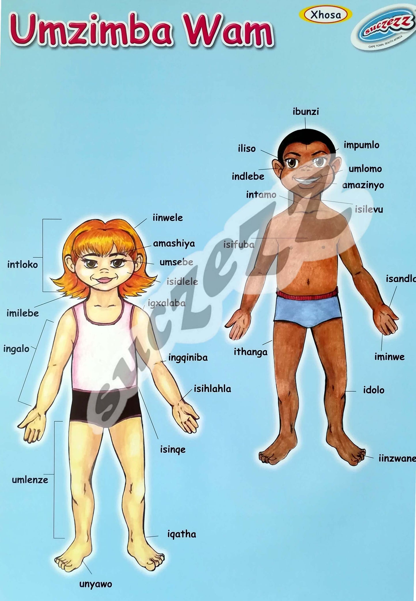Poster - Umzimba Wam (My Body) - Xhosa