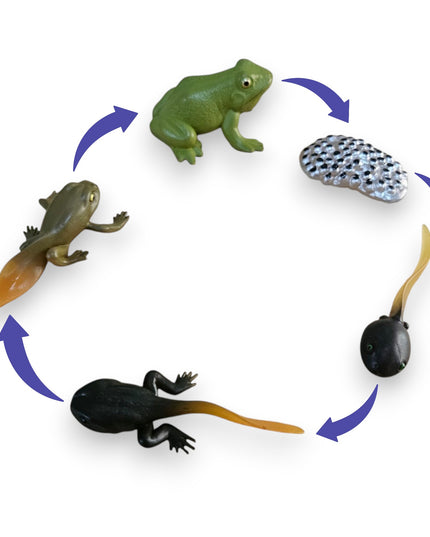 Life Cycle Frog