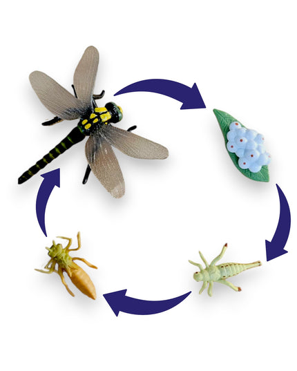 Life Cycle Dragonfly