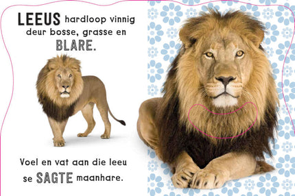 Book - Voel en leer wilde diere