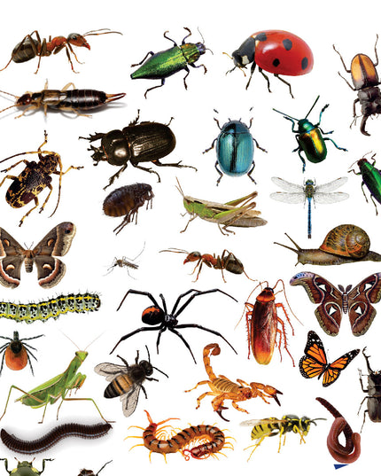 Funky Felt - Insects