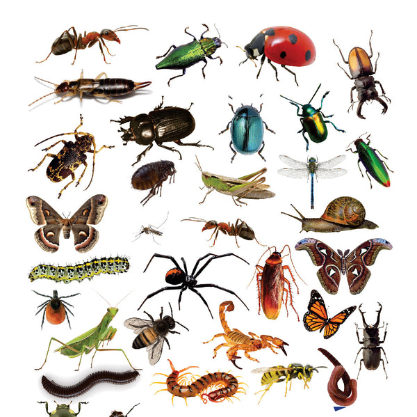 Funky Felt - Insects