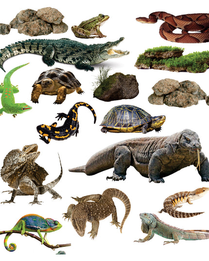 Funky Felt - Reptiles