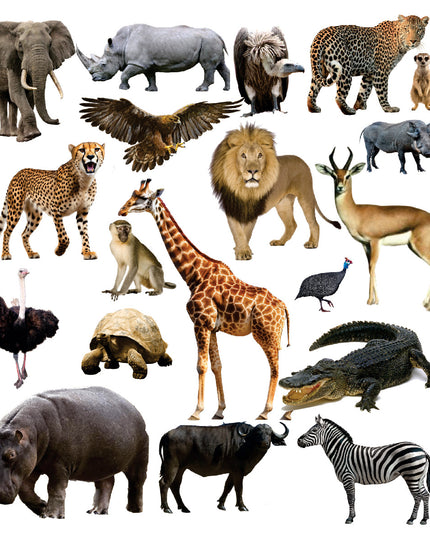 Funky Felt - Wild Animals