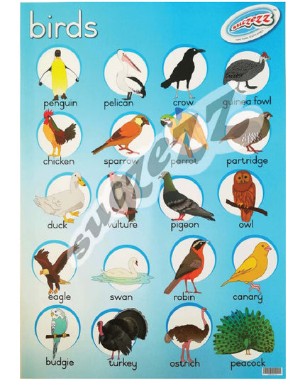 Poster - Birds 1