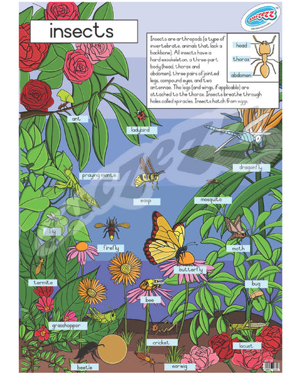 Poster - Insects 1
