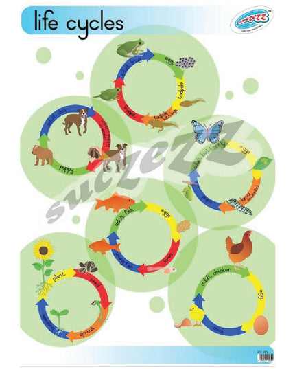 Poster - Life Cycles 1