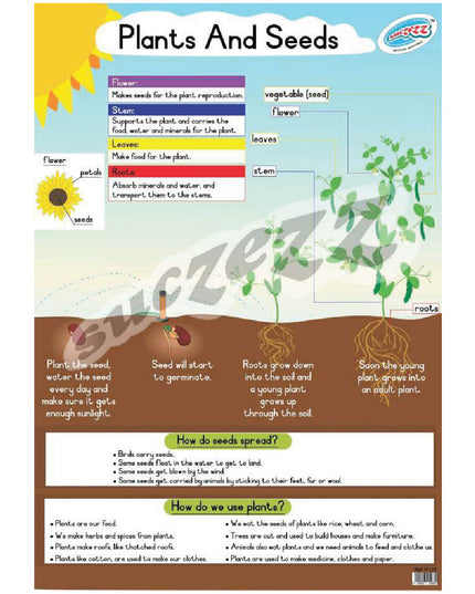 Poster - Plants And Seeds 1