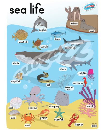 Poster - Sea Life 1