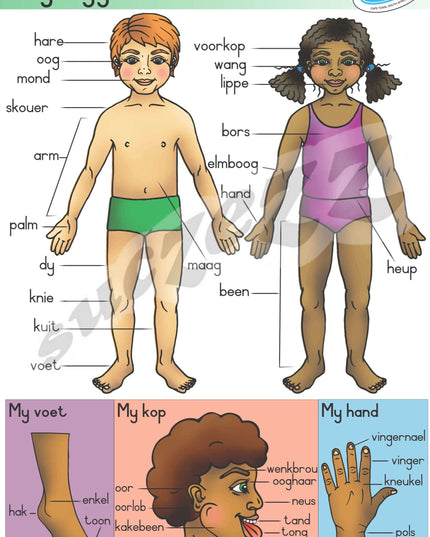 Muurkaart - My Liggaam