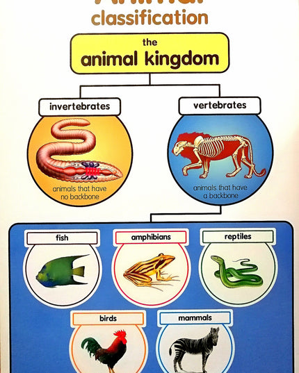 Poster - Animal Classification Edunation South Africa Posters and Charts