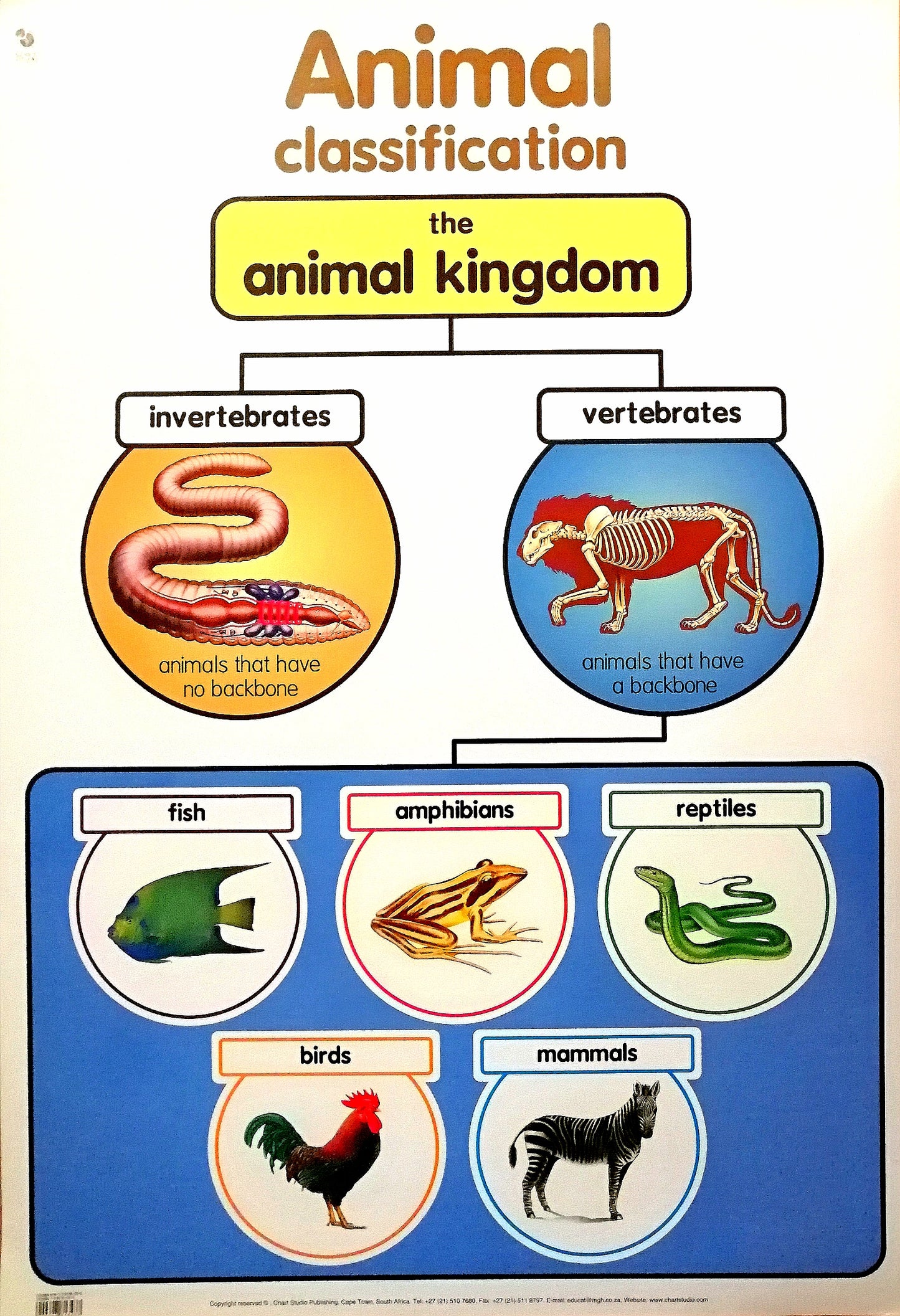 Poster - Animal Classification Edunation South Africa Posters and Charts