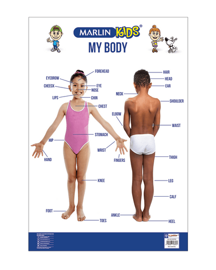 Chart - My Body 1