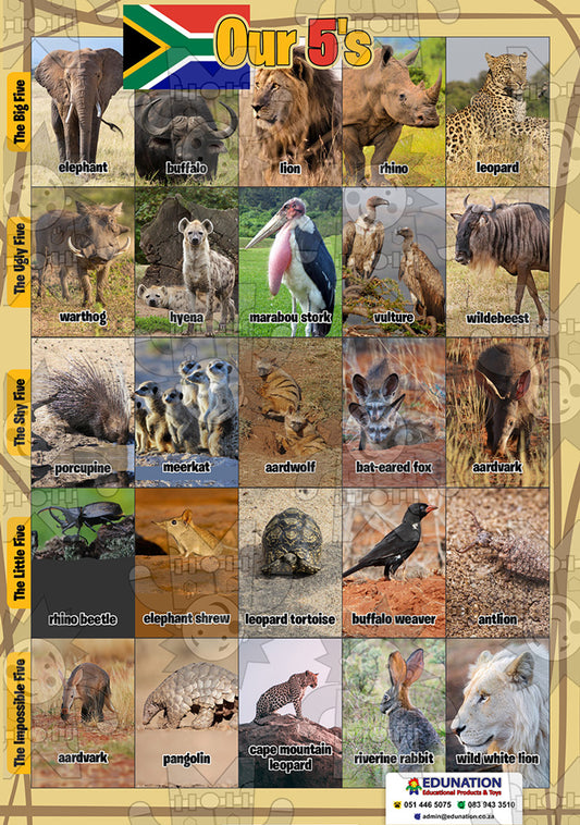 Our 5's A3 Poster