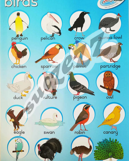 Poster - Birds