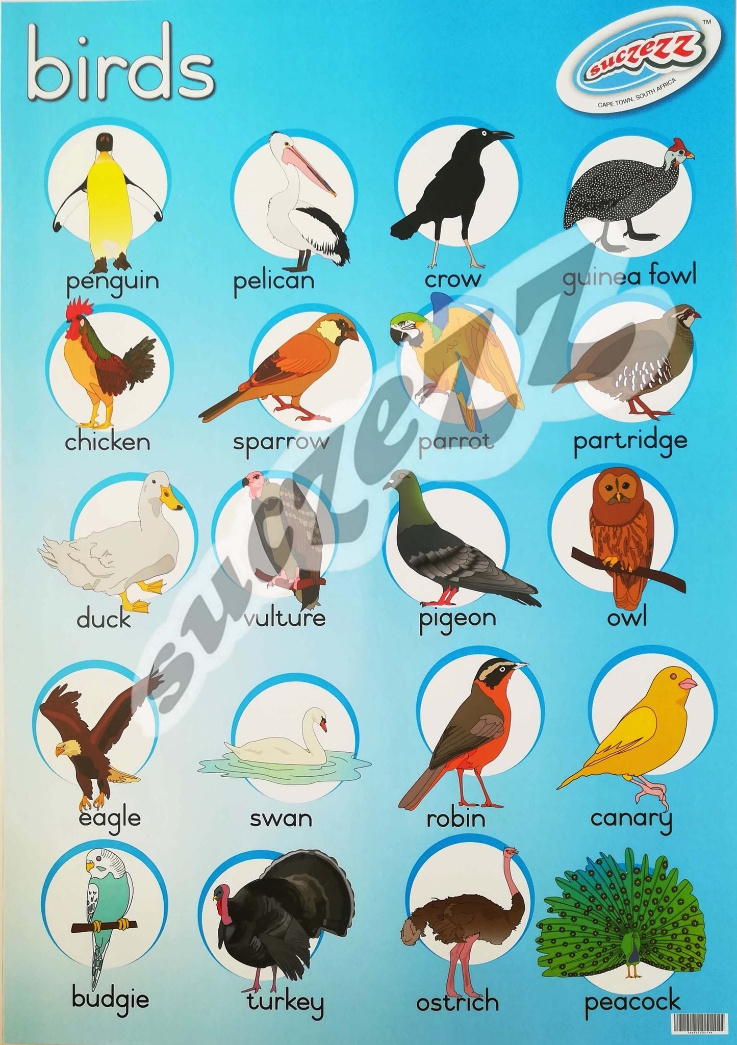 Poster - Birds