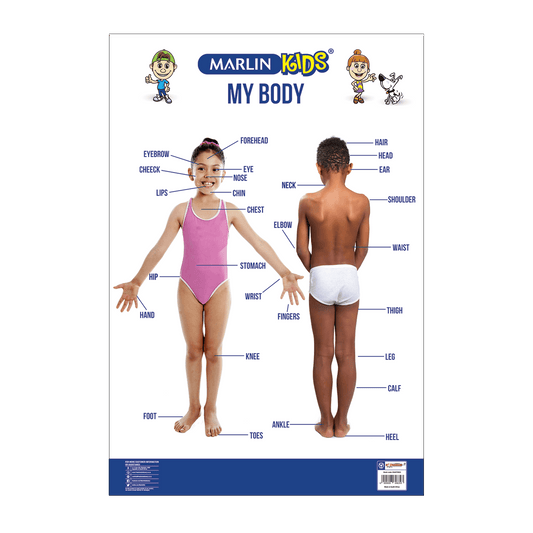 Chart - My Body