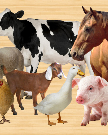 Wooden Puzzle Frame A3 -  24pc Farm Animals Edunation South Africa A3 Frame Puzzles