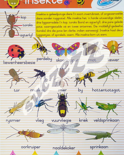 Muurkaart - Insekte