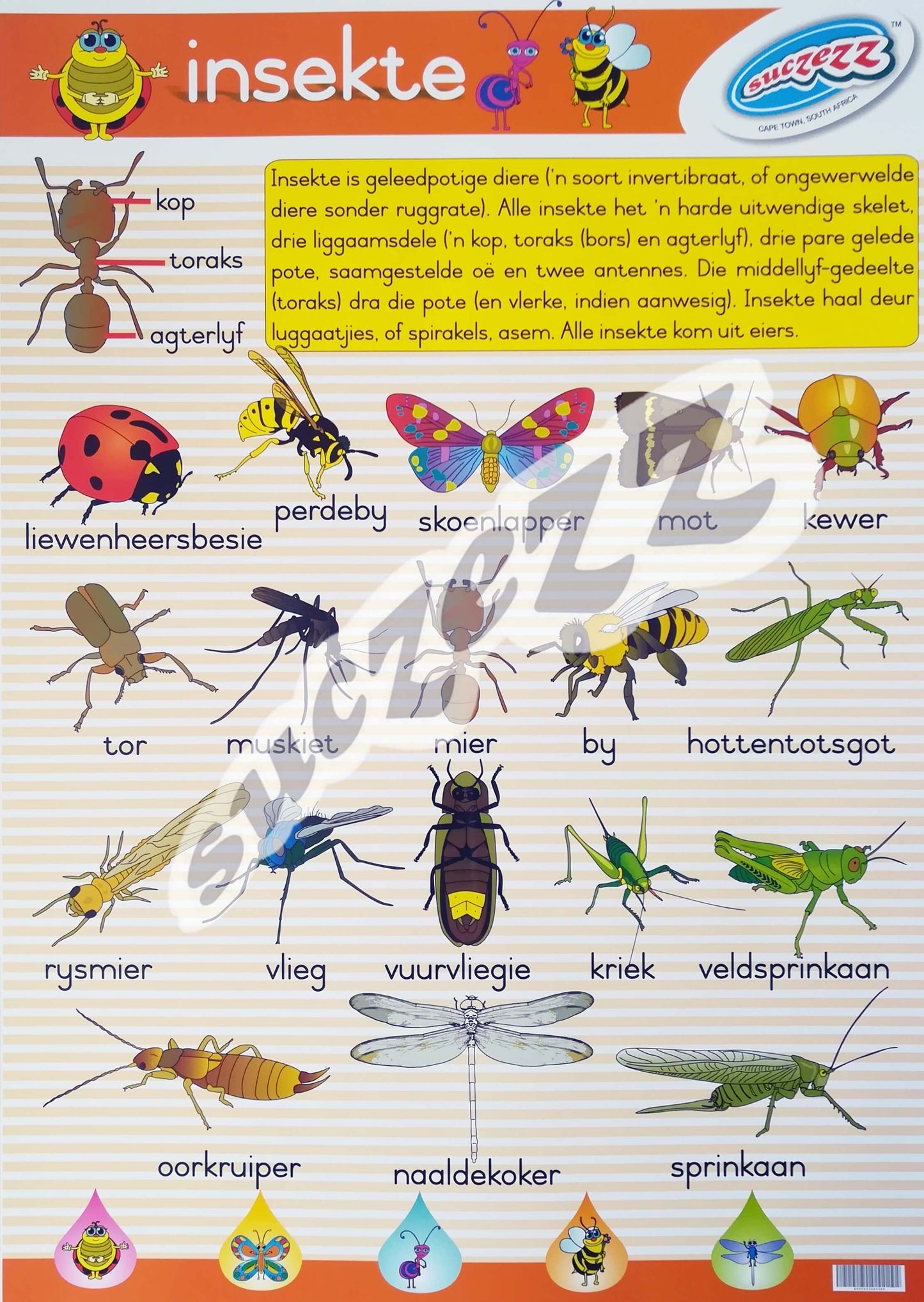 Muurkaart - Insekte