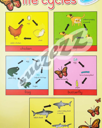 Poster - Life Cycles