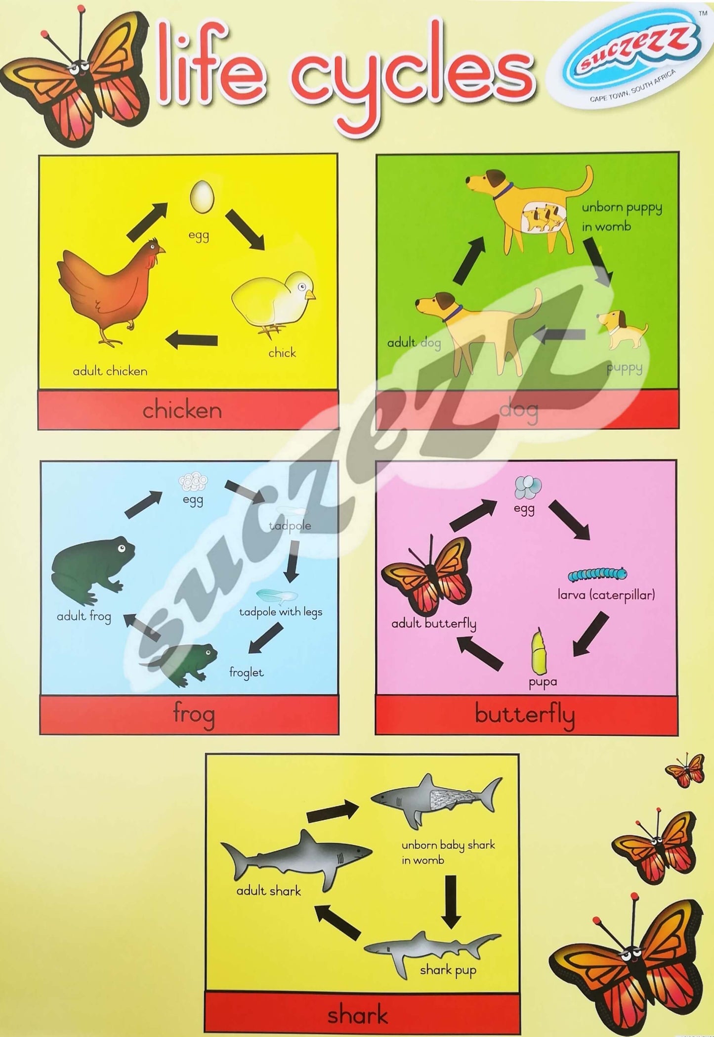 Life Cycles Topic Poster - Life Cycles – Edunation