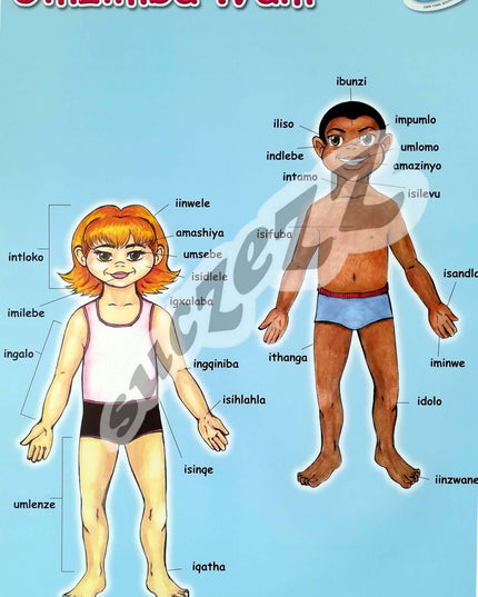 Poster - Umzimba Wam (My Body) - Xhosa