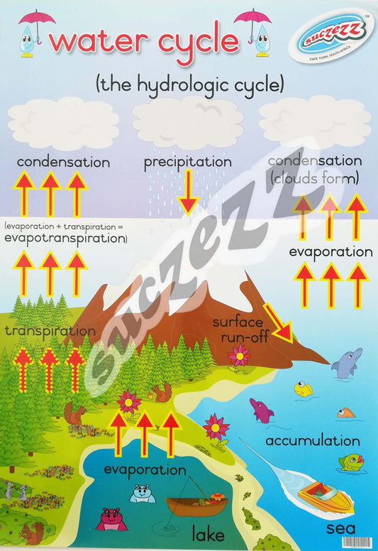 Poster - Water Cycle